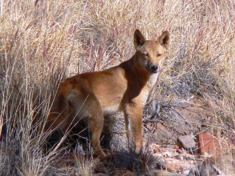 Coober Pedy: 7-Day Lake Eyre & Flinders Ranges 4WD Tour - Inclusions and What to Bring