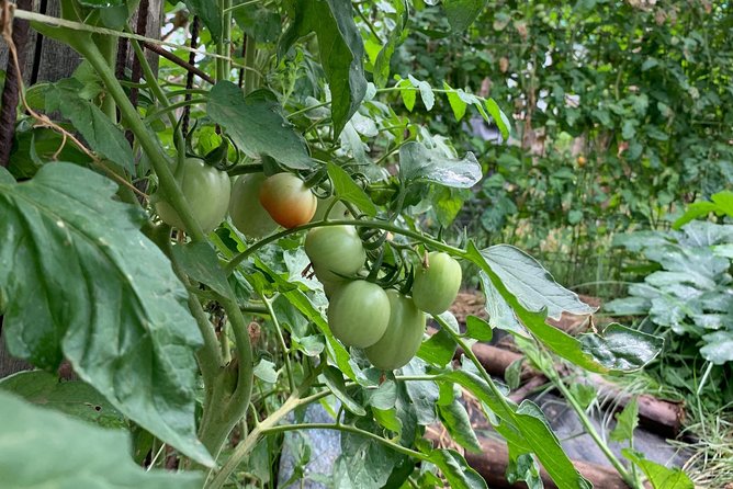 Cook and Eat in the Citrus Grove in Sorrento - Cancellation and Confirmation Policies