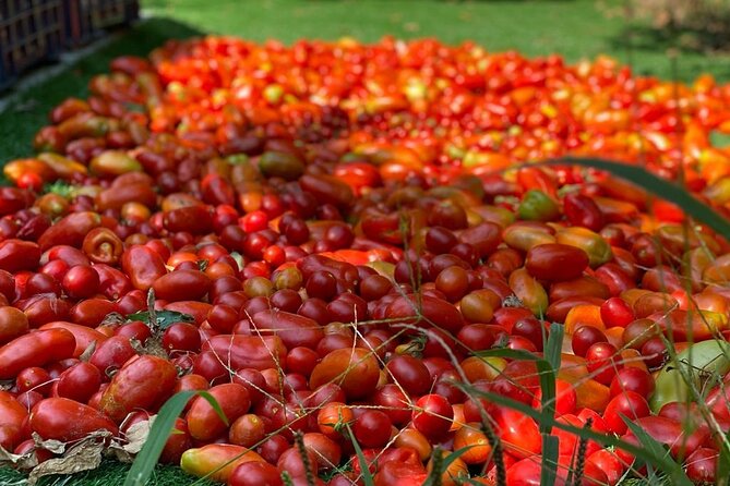 Cook and Eat in the Citrus Grove in Sorrento - Accessibility and Additional Information