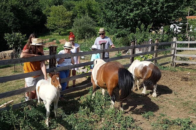 Cook Like a Local Greek Cooking Lesson in Mt Pelion Greece - Experience the Farm