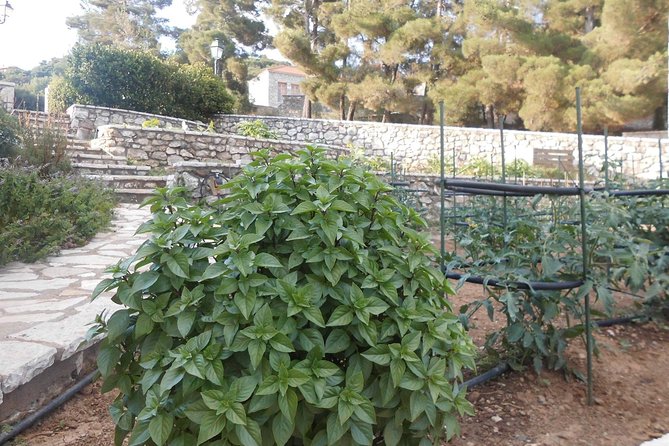 Cooking Class & Lunch in an Agrotourism Unit in Arcadia, Greece! - Homemade Desserts and Beverages