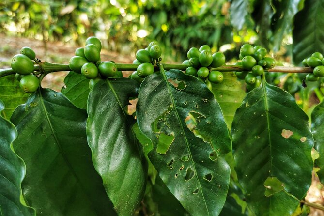 Cooking Class & Medicinal Plants Garden Manuel Antonio - Cancellation Policy and Pricing