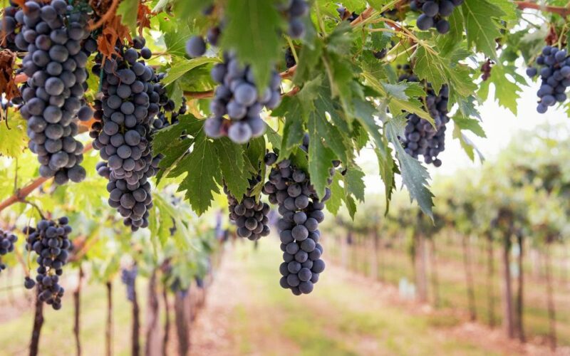 Cooking Class or Pizza School and Oil & Limoncello Tasting - Itinerary Details