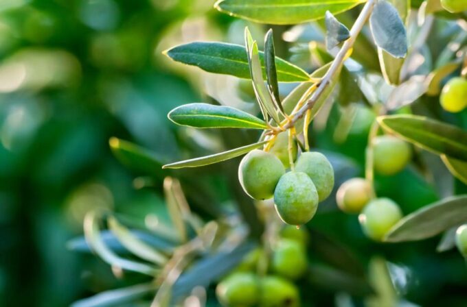 Cooking Class or Pizza School and Oil & Limoncello Tasting - Important Information