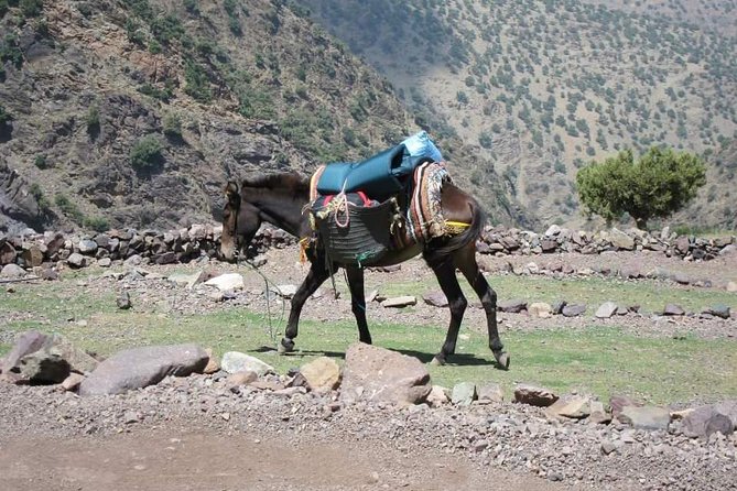 Cooking Class With Berbers in Atlas Mountain Day Trip From Marrakech to Imlil - Key Points