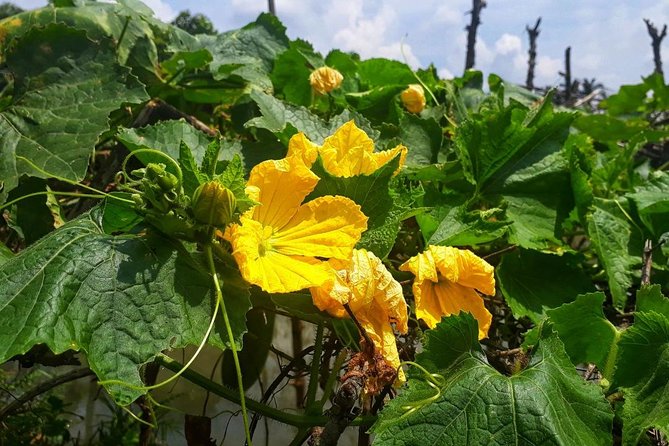 Cooking, Farming and Waterfall In Vietnam Countryside - Pickup Information