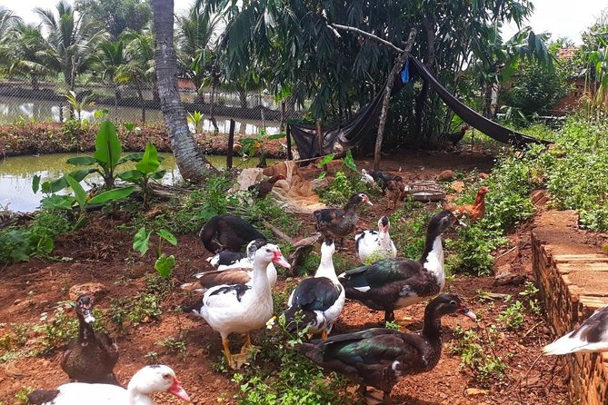 Cooking, Farming and Waterfall In Vietnam Countryside - Waterfall Experience