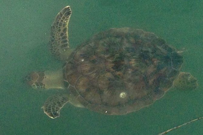 Copacetic Day Sail - Wildlife Spotting Opportunities