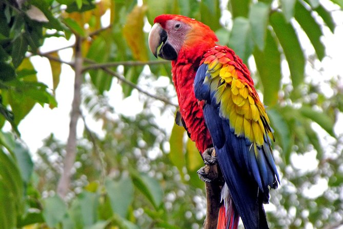 Copan Ruins Overnight Trip From Antigua - Enjoying Macaw Mountain