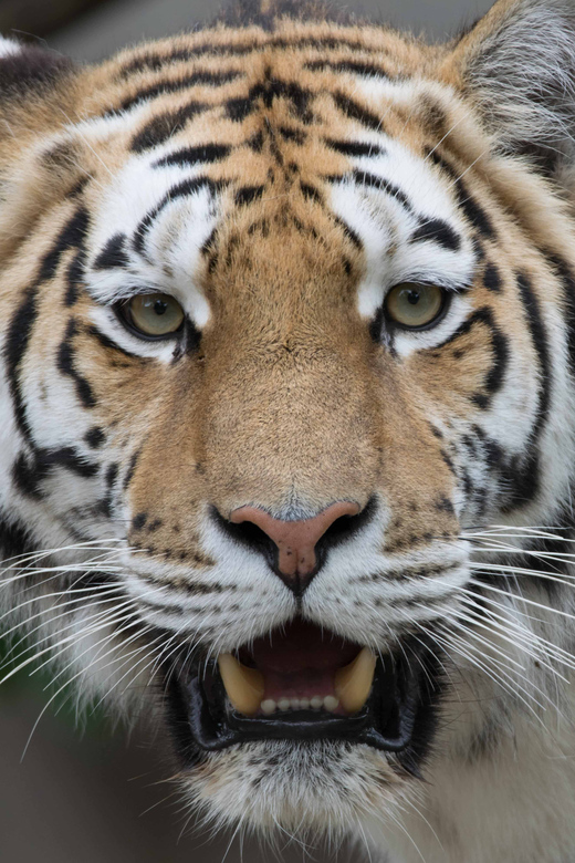 Copenhagen: Copenhagen Zoo Entry Ticket - Dining Options