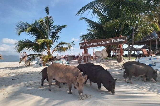 Coral and Pig Island: Koh Samui Island-Hopping Small Group Tour - Pricing and Booking
