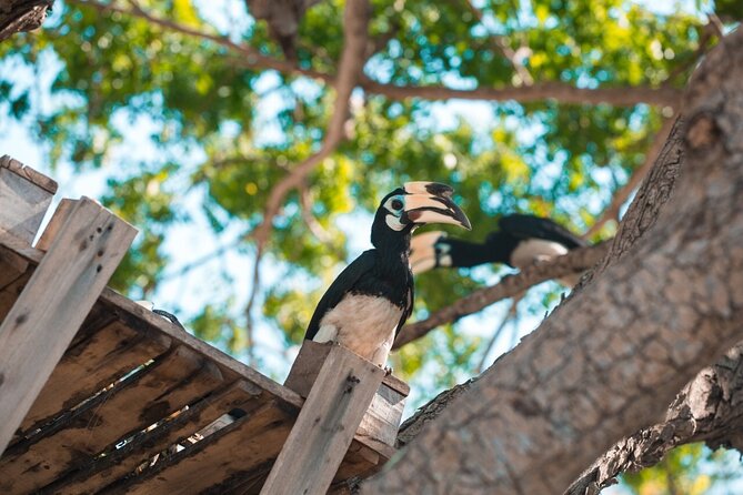Coral and Racha Islands From Phuket - Key Points