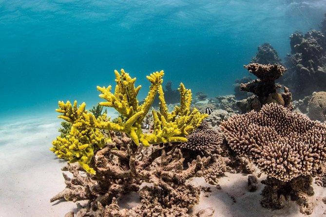 Coral Bay 1-Hour Coral Viewing - Family-Friendly Experience