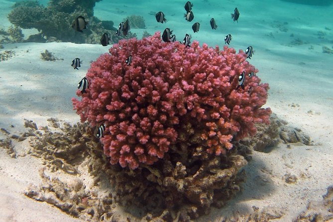 Coral Bay 1-Hour Coral Viewing - Meeting and End Points