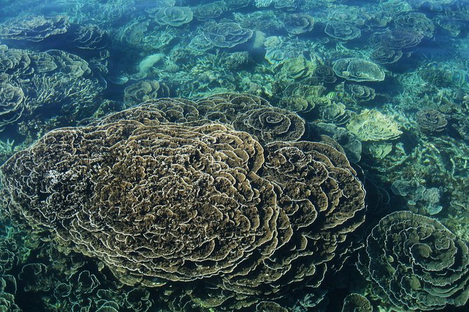 Coral Bay 2-Hour Coral Viewing and Snorkeling - Key Points