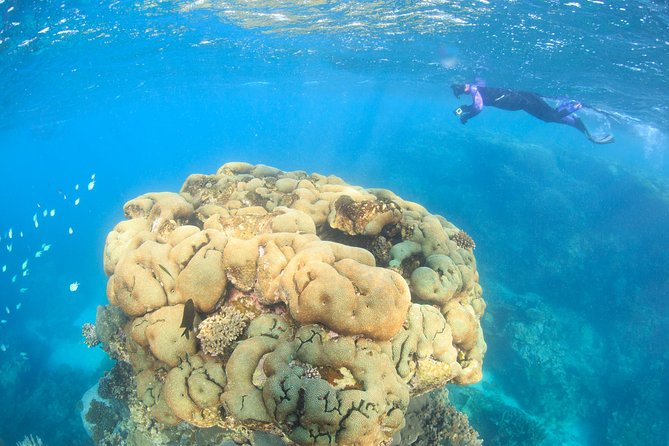 Coral Bay 2-Hour Coral Viewing and Snorkeling - Experience Highlights
