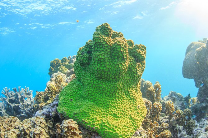 Coral Bay 2-Hour Coral Viewing and Snorkeling - Cancellation Policy