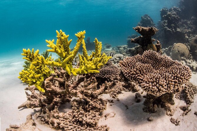 Coral Bay 2-Hour Coral Viewing and Snorkeling - Accessibility Details