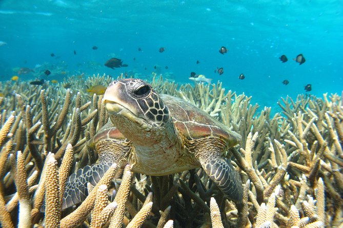 Coral Bay 3-Hour Turtle Ecotour - Meeting and Pickup