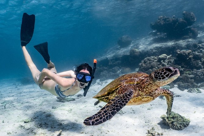 Coral Bay 3-Hour Turtle Ecotour - Tour Details