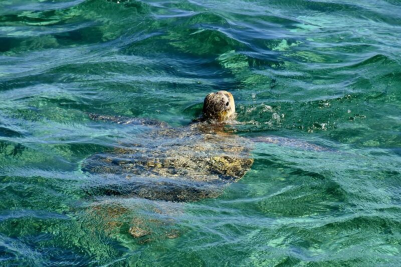 Coral Bay: Ningaloo Reef 3-Hour Turtle Ecotour - Tour Highlights