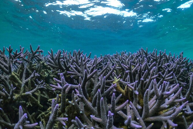 Coral By Kayak - Ningaloo Reef Half Day Kayak & Snorkel Tour - Itinerary and Activities