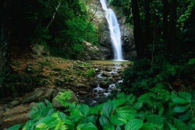 Coral Coast Adventure: Biausevu Waterfall & Natadola Beach ! - Health and Accessibility
