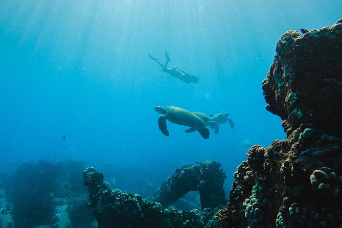 Coral Gardens Snorkel & Whale Watch - Accessibility and Capacity