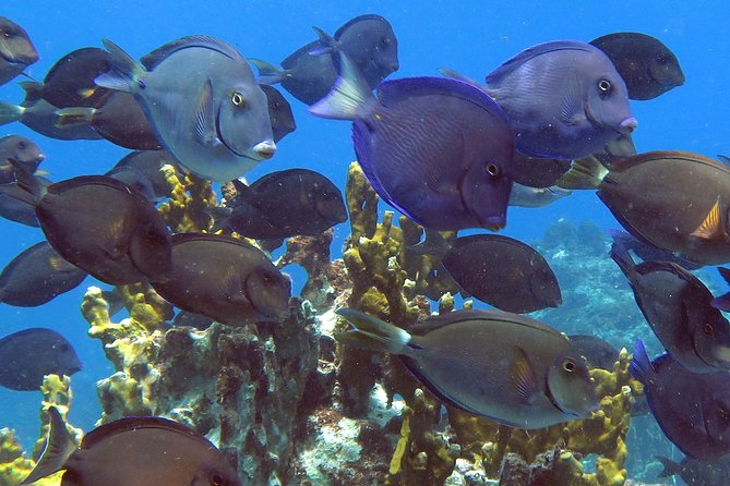 Coral Reef and Turtle Discovery Kayak and Snorkel Tour - Tour Overview and Highlights