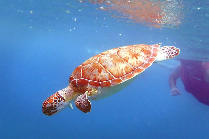 Coral Reef and Turtle Discovery Kayak and Snorkel Tour - Participant Requirements and Restrictions