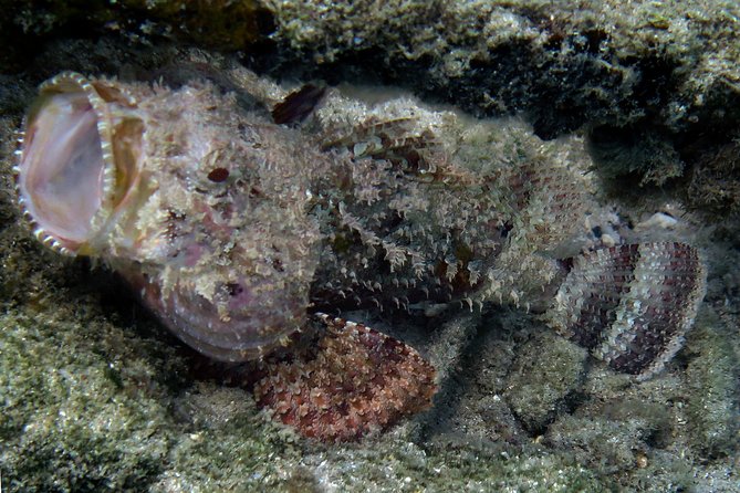 Coral Reef and Turtle Discovery Kayak and Snorkel Tour - Gear and Inclusions