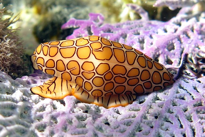 Coral Reef and Turtle Discovery Kayak and Snorkel Tour - Pricing and Payment Information
