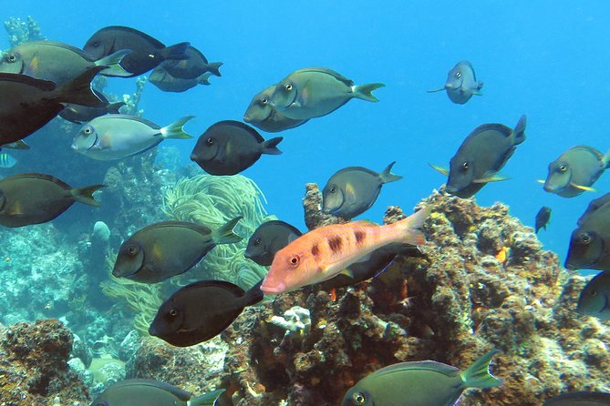 Coral Reef and Turtle Discovery Tour - Kayaking Adventure
