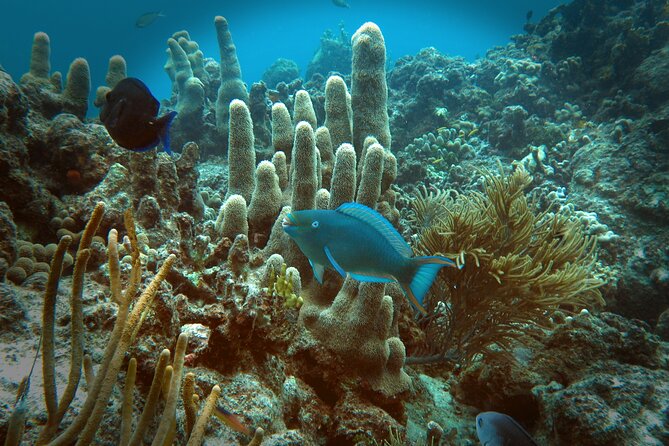 Coral Reef and Turtle Discovery Tour - Snorkeling Experiences