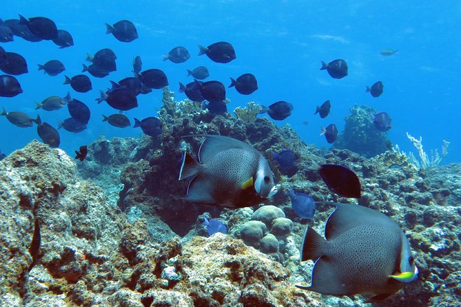 Coral Reef and Turtle Kayak Excursion - Itinerary and Experience
