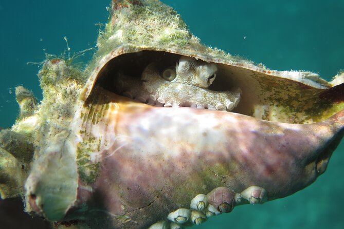 Coral Reef and Turtle Kayak Excursion - Booking and Payment Details