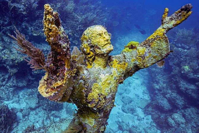 Coral Reef Half Day Snorkel Trip - Key Points