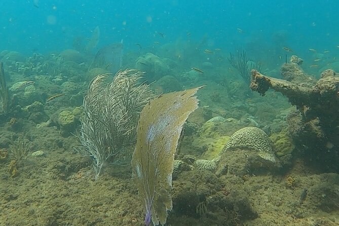Coral Reef Snorkel Adventure With Photos and Videos - Customer Feedback and Ratings