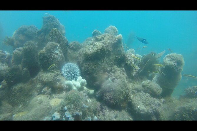 Coral Reef Snorkel Adventure With Photos and Videos - Photo and Video Capture