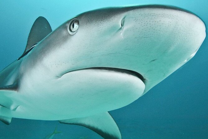Coral Sea Dreaming: Overnight Dive, Snorkel & Sail From Cairns - Booking and Cancellation Policies