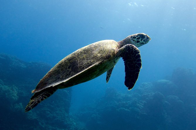Coral Sea Dreaming: Overnight Dive, Snorkel & Sail From Cairns - Reef Site Selection and Weather