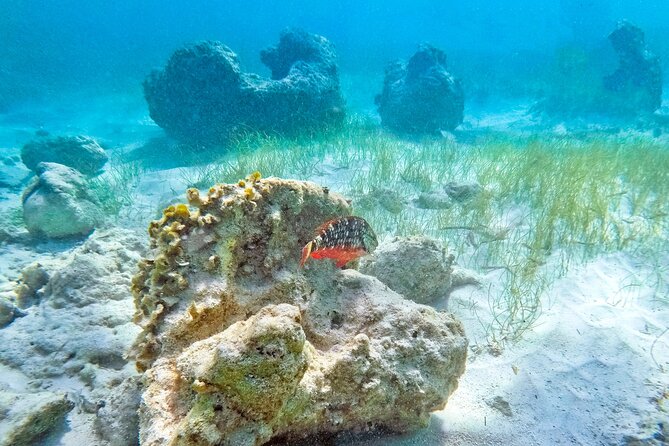 Coral Snorkeling Private Tour in Punta Cana With Seafood Lunch - Seafood Lunch Highlights