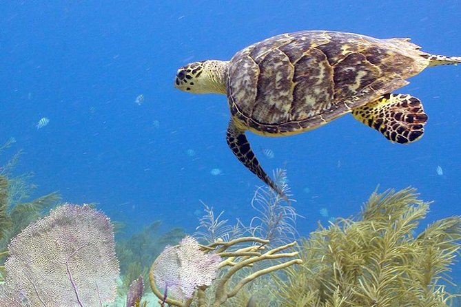 Coral World Ocean Park General Admission Ticket - Coki Beach Snorkeling Opportunity