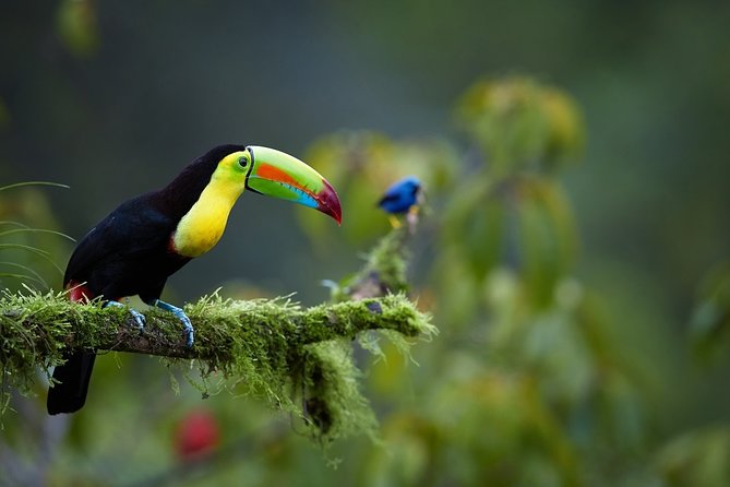 Corcovado Deluxe & Arenal Volcano Expedition 8D/7N Vacation Package - Health and Safety Considerations