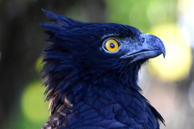 Corcovado Los Planes Birding Tour - Diverse Bird Species and Habitats