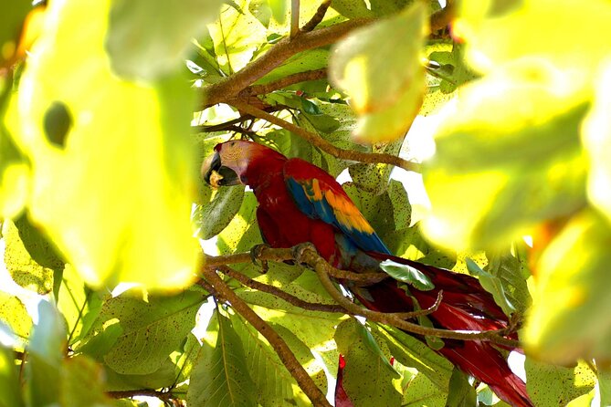 Corcovado National Park Hike - From Uvita - Boat Ride to San Pedrillo Ranger Station