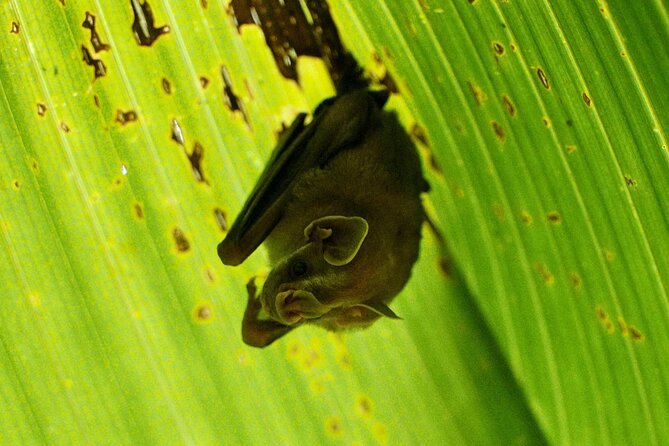 Corcovado National Park Hike - From Uvita - Pricing and Inclusions