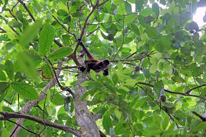 Corcovado National Park Sirena Station With Lunch From Drake Bay - Booking Information and Availability