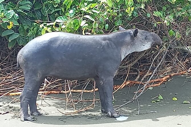 Corcovado Sirena Station Day Tour - Wildlife Viewing Opportunities