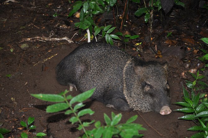 Corcovado Tour-1 Night at Sirena Station-Starting and Finishing in Drake Bay - Inclusion Details